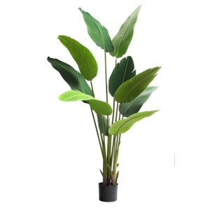 Corel - Planta Decorativa Palmera Sterlitzia 160Cm (Flor De Pajaro)