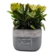 thumbnail image 1 of Planta Artificial Macetero Cerámica Vintage Plants Cubo amarillo, 1 of 3