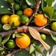 thumbnail image 3 of Jugadora de cítricos de madera de 2 piezas - Manual portátil Limón/naranja Reamer | Herramienta portátil de prensadora de frutas para el hogar, cafetería y bar, utensilios de cocina, accesor, 3 of 3