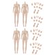 thumbnail image 1 of 1/6 Cuerpo Femenino Sin Costuras Gran Busto Esculpido Para Cuerpo De Figura De Acción De 12 Pulgadas X4, 1 of 5