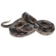 thumbnail image 4 of Figura De Juguete De Modelo Animal De Simulación, Figura Decorativa Para El Hogar, Boa Constrictor, 4 of 5