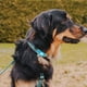 thumbnail image 5 of Collar Para Perros Talla M Ajustable Diseño Azul, 5 of 5