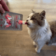 thumbnail image 3 of Snack Gatos Magic Salmon 90 Grs. - Winga, 3 of 7