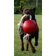 thumbnail image 4 of Juguete para perros Jolly Pets Romp-n-Roll con cuerda y pelota de 20 cm, color naranja, 4 of 4