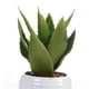 thumbnail image 3 of Aloe Decorativa en Pote Blanco, 3 of 4