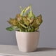 thumbnail image 2 of Maceta Cemento Greca 16cm - 735, 2 of 3