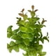 thumbnail image 2 of Arbusto Money Verde-rojo Artificial, 2 of 3