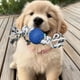 thumbnail image 3 of Set 3 Juguetes Cuerda Con Pelota Perro Gatos Mascotas Lau, 3 of 3