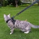 thumbnail image 3 of Arnés Y Correa Gato Ultra Ligero Antiescape Gris S, 3 of 7