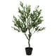 thumbnail image 2 of Arbol de Olivo de 125 cm, 2 of 2