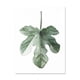 thumbnail image 1 of ART ZONE - Póster con impresión artística en lienzo de hojas de plantas tropicales, cuadros de pared de plantas verdes nórdicas, pintura grande para habitación infantil, sin marco, 1 of 5
