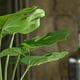 thumbnail image 3 of Planta Artificial Monstera 6 Hojas 50 Cm, 3 of 3