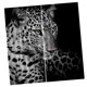 thumbnail image 2 of juego de 2 paneles de impresión digital de fotos blackout 3d cortinas leopardo de las nieves, 2 of 5