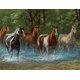 thumbnail image 1 of Rompecabezas Springbok Summer Creek 500 piezas, 1 of 8