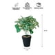 thumbnail image 3 of Planta Artificial Peperomia 28x9 cm, 3 of 3