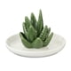 thumbnail image 4 of Bandeja De Soporte De Joyería De Aloe De Cerámica, Organizador De Pendientes, Decoración, Estilo De Regalo 2, 4 of 5