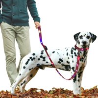 Crusec - Correa + Collar Con Luces Led Impermeable