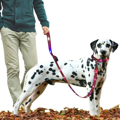 Crusec - Correa + Collar Con Luces Led Impermeable