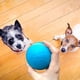 thumbnail image 5 of Juguete interactivo para perros Cheerble Wicked Ball para perros grandes, 5 of 6