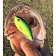 thumbnail image 4 of Paquete de Clips de Pesca Top Water por Especies, 4 of 7