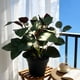 thumbnail image 5 of Planta artificial 9x24cm, 5 of 9