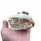 thumbnail image 1 of Cráneo de Nutria Wugakio de 11 cm – Especimen de Hueso Real, 1 of 8