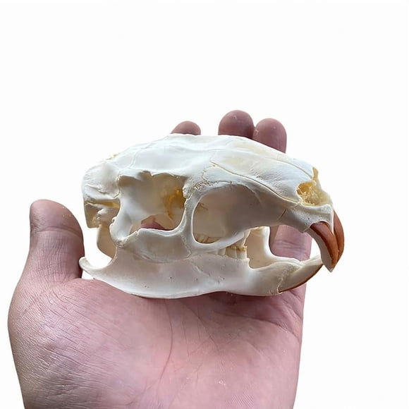 Cráneo de Nutria Wugakio de 11 cm – Especimen de Hueso Real