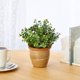 thumbnail image 3 of Planta artificial casi natural de eucalipto sedum, suculenta, 25 cm, 3 of 3