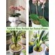 thumbnail image 4 of Cama de Musgo Forestal JFWOD 5 L 180 g, 4 of 8