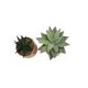 thumbnail image 1 of Macetero Planta 8cm, 1 of 3