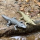 thumbnail image 4 of Juego de juguetes educativos Safari Ltd. Everglades TOOB 11 Figures, 4 of 5