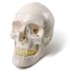 thumbnail image 1 of Modelo anatómico EVOTECH SCIENTIFIC: cráneo humano adulto, 1 of 6