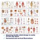 thumbnail image 3 of Set de pósters de anatomía: El arte de la ciencia y la medicina: 12 pósters, 3 of 7