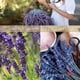 thumbnail image 2 of Manteca corporal Cuccio Lavender Chamomile 8 oz hidratante, 2 of 3