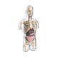thumbnail image 1 of MODELO ANATOMIA HUMANA 4D TORSO TRANSPARENTE CON 32 PIEZAS DESMONTABLES, 1 of 9