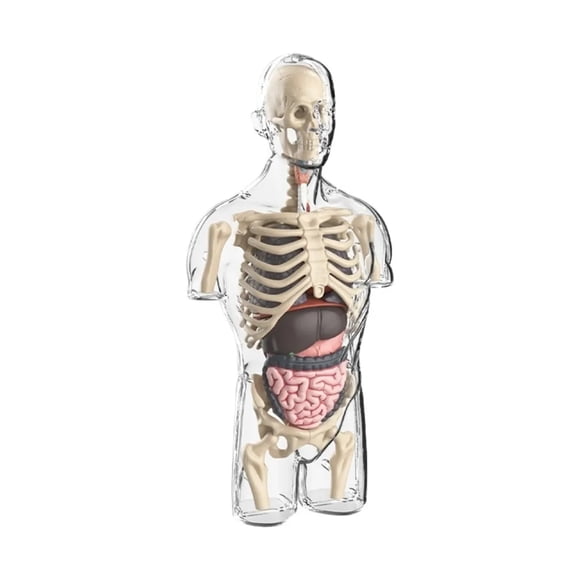MODELO ANATOMIA HUMANA 4D TORSO TRANSPARENTE CON 32 PIEZAS DESMONTABLES