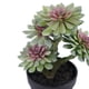 thumbnail image 3 of Suculenta Verde 33 Cm, 3 of 3