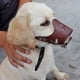 thumbnail image 3 of Bozal para perro de piel sintética antimordeduras y antiingestión, antiladridos para perros medianos y grandes., 3 of 8