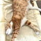 thumbnail image 2 of Cama Tapete Comodo Para Mascotas 2en1 Hogar Lau, 2 of 3