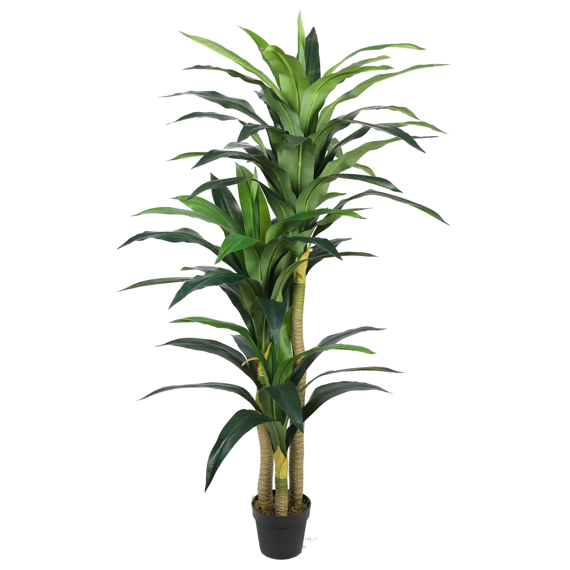 Vadell - Dracena 180 Cm