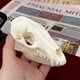 thumbnail image 5 of Calavera de mapache con forma de calavera de animal real de taxidermia para regalo educativo, 5 of 7