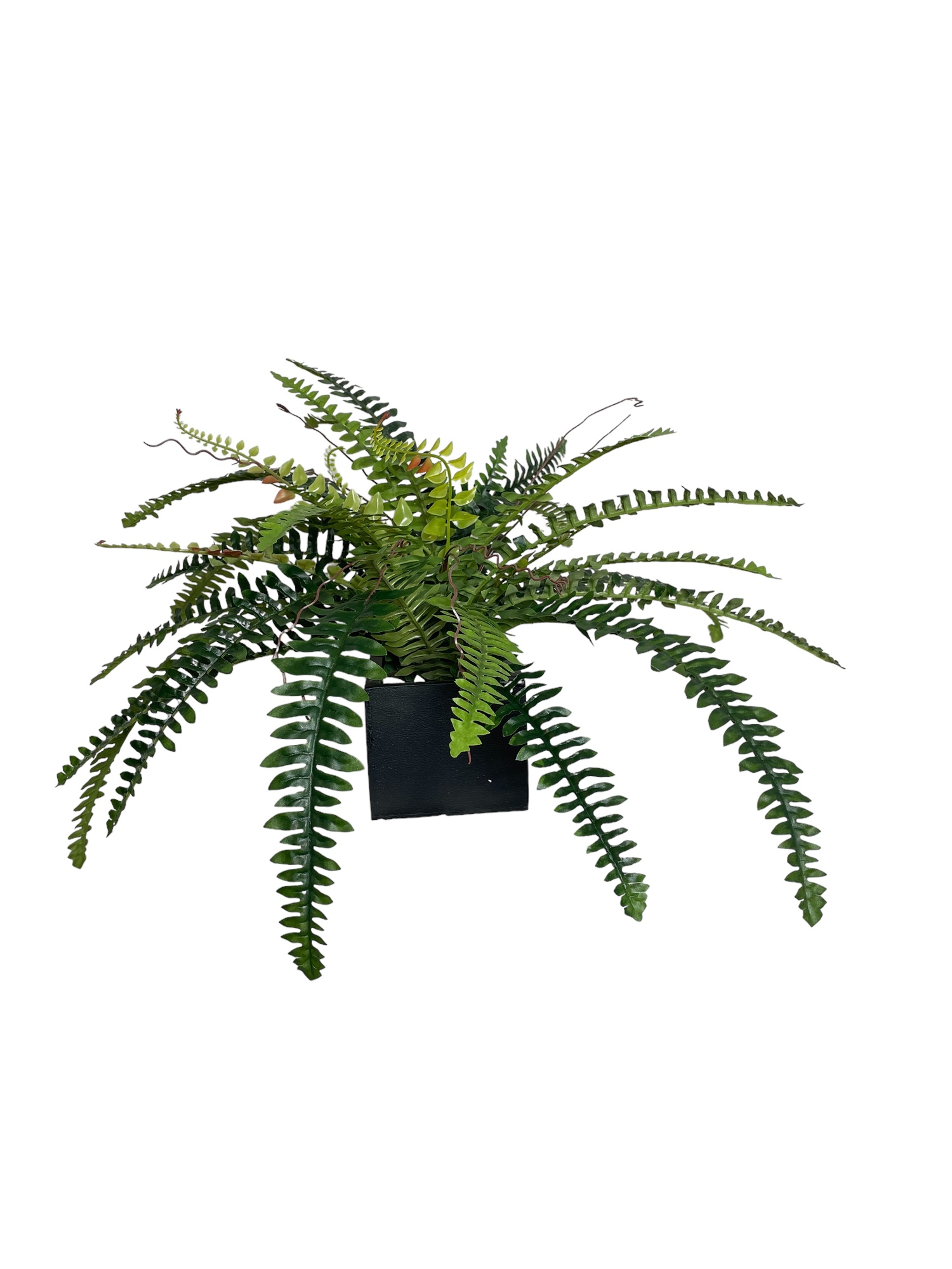 Corel - Arreglo De Helecho Boston 55Cm Con Acabado Natural