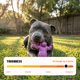 thumbnail image 2 of Juguete para perros HAPPY STAFFY CO Chewzilla Chomp-o-potamus de nylon, 2 of 9