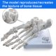 thumbnail image 3 of Modelo de pie y tobillo humanos EVOTECH SCIENTIFIC, tamaño natural, 3 of 9