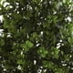 thumbnail image 2 of Arbustos Artificial Plant 6112-S2 Nearly Natural, juego de 2, color verde, 2 of 5