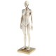 thumbnail image 4 of Modelo De Figura De Anatomía Femenina De 11 Pulgadas Referencia Anatómica Para Artistas - Blanco, 4 of 5