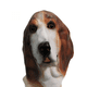 thumbnail image 1 of MASCARA DE PERRO COMPLETA HALLOWEEN, 1 of 1