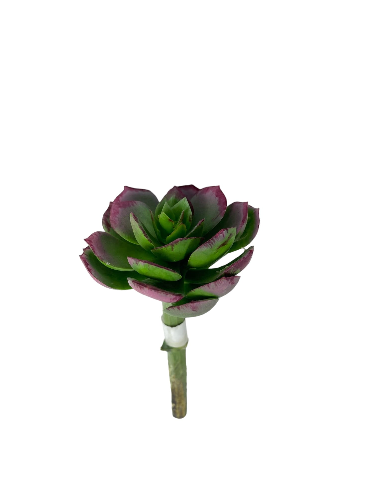 Corel - Suculenta Verde 12Cm Con Detalles Increíbles