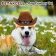 thumbnail image 5 of Sombrero de Vaquero para Perro Uxcell, Mini Sombrero de Vaquero para Mascota con Correa de Barbilla Ajustable, Gorra de Cosplay con Decoración de Estrella, (Marrón, L), Para Perros y Gatos, 5 of 7