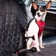 thumbnail image 5 of Hundegeschirr mit Verbindungsgurt von , multifunktional, verstellbar, doppeltes, atmungsaktives Netzgewebe mit Auto-Sicherheitsgurt, 5 of 6